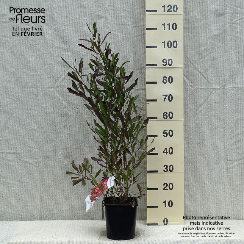 Amostra de Dodonaea viscosa Purpurea - Dodonée visqueuse Vaso de 3 L/4 L tal como entregue no inverno