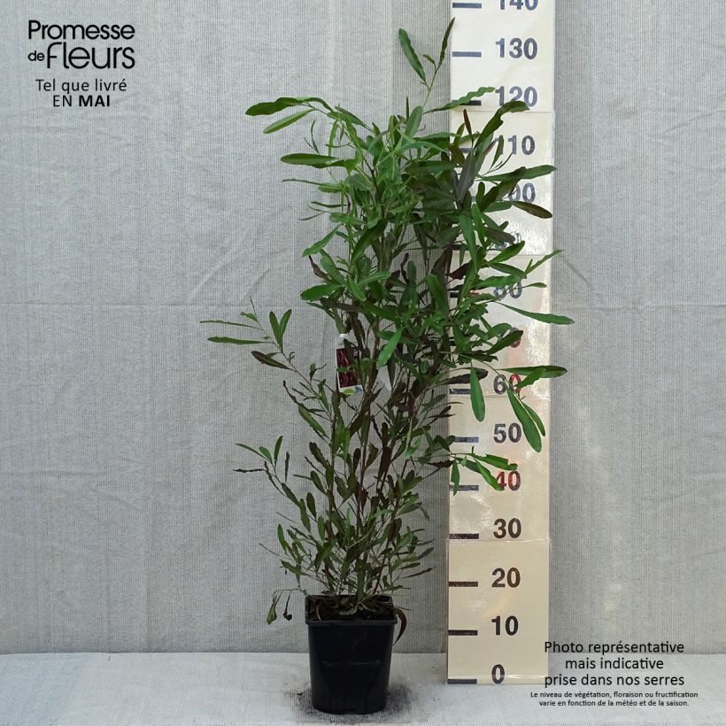 Amostra de Dodonaea viscosa Purpurea Vaso de 3 L/4 L tal como entregue na primavera