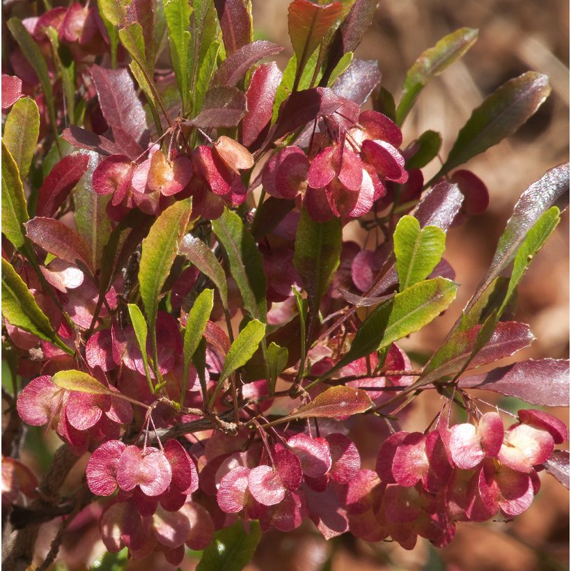 Dodonaea viscosa Purpurea (Floração)