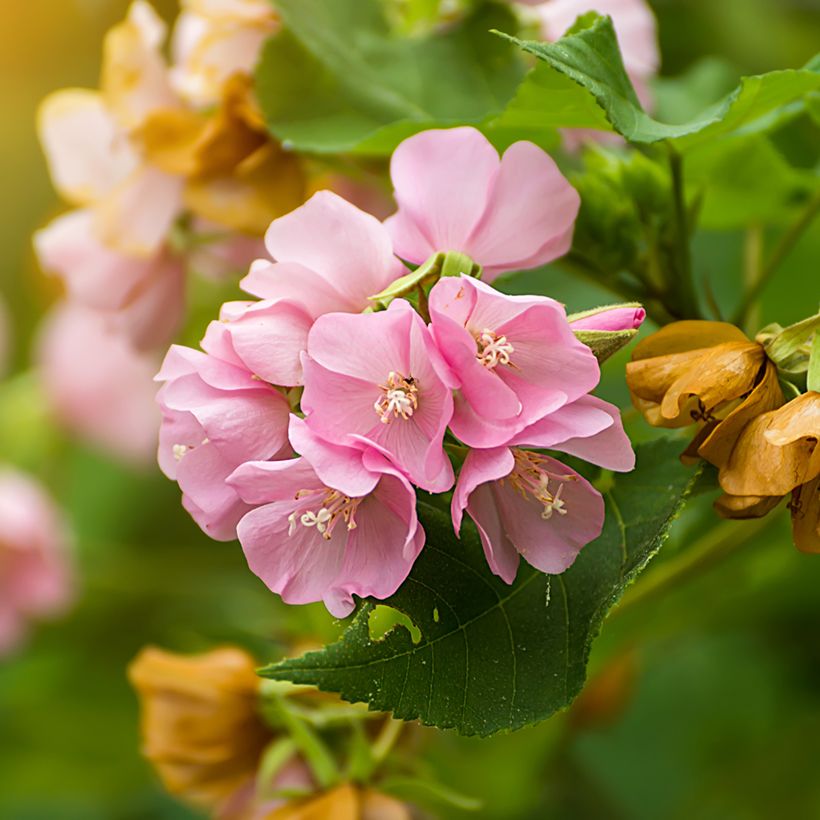 Dombeya × cayeuxii (Floração)