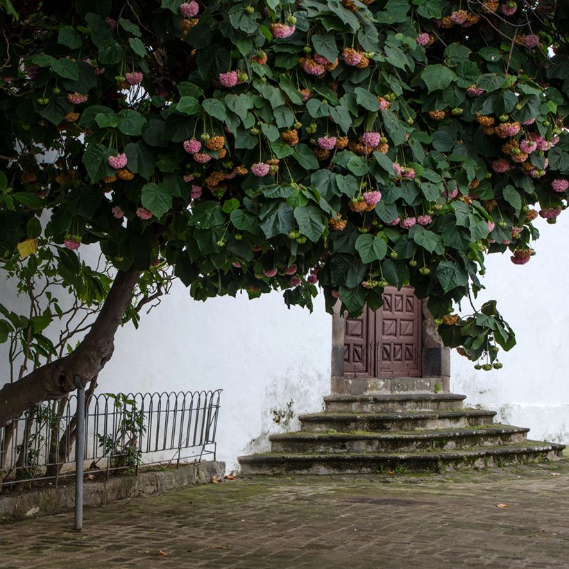 Dombeya × cayeuxii (Hábito)