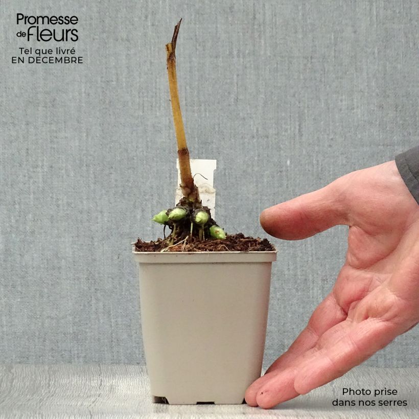 Amostra de Doronic, Doronicum pardalianches Vaso de 8/9 cm tal como entregue no inverno