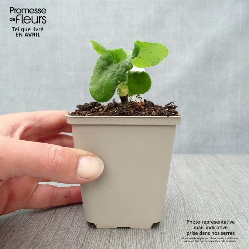 Amostra de Doronicum pardalianches Vaso de 8/9 cm tal como entregue na primavera