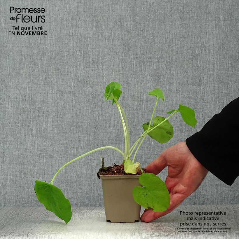 Amostra de Doronicum pardalianches Vaso de 8/9 cm tal como entregue no outono