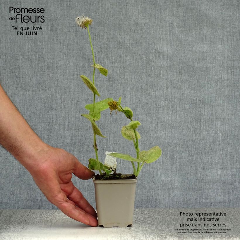Amostra de Doronicum pardalianches Vaso de 8/9 cm tal como entregue no verão