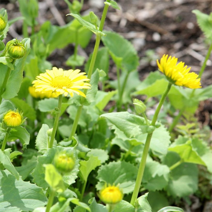 Doronicum orientale Little Leo (Floração)