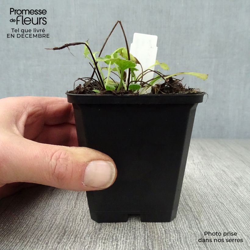 Amostra de Doronicum orientale Little Leo Vaso de 8/9 cm tal como entregue no inverno