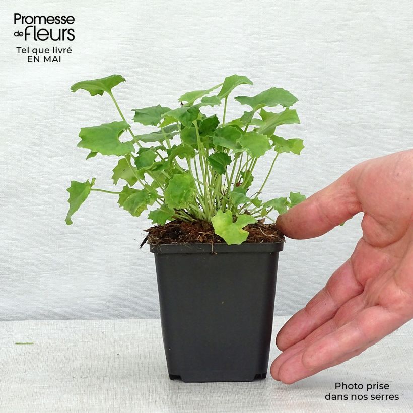 Amostra de Doronicum orientale Little Leo Vaso de 8/9 cm tal como entregue na primavera