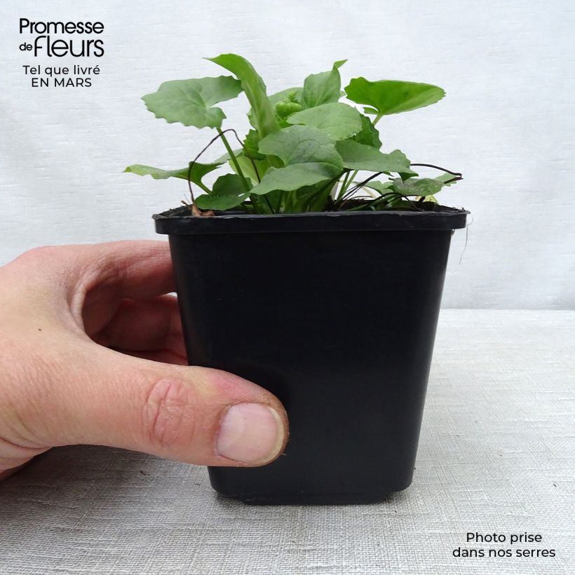 Amostra de Doronicum orientale Magnificum Vaso de 8/9 cm tal como entregue na primavera