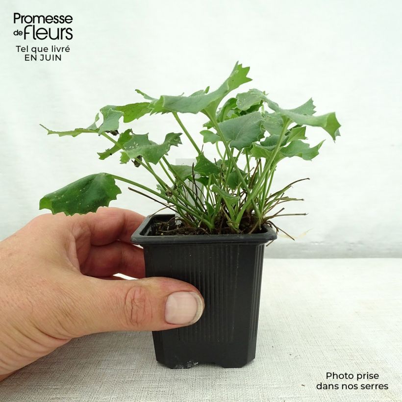 Amostra de Doronicum orientale Magnificum Vaso de 8/9 cm tal como entregue no verão