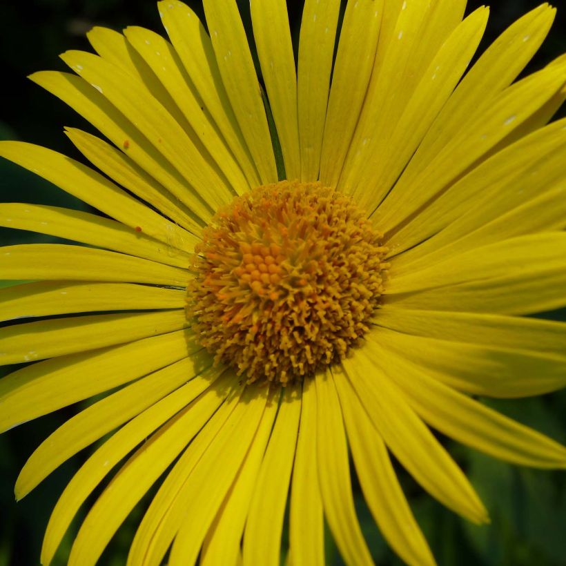 Doronicum plantagineum Excelsum (Floração)