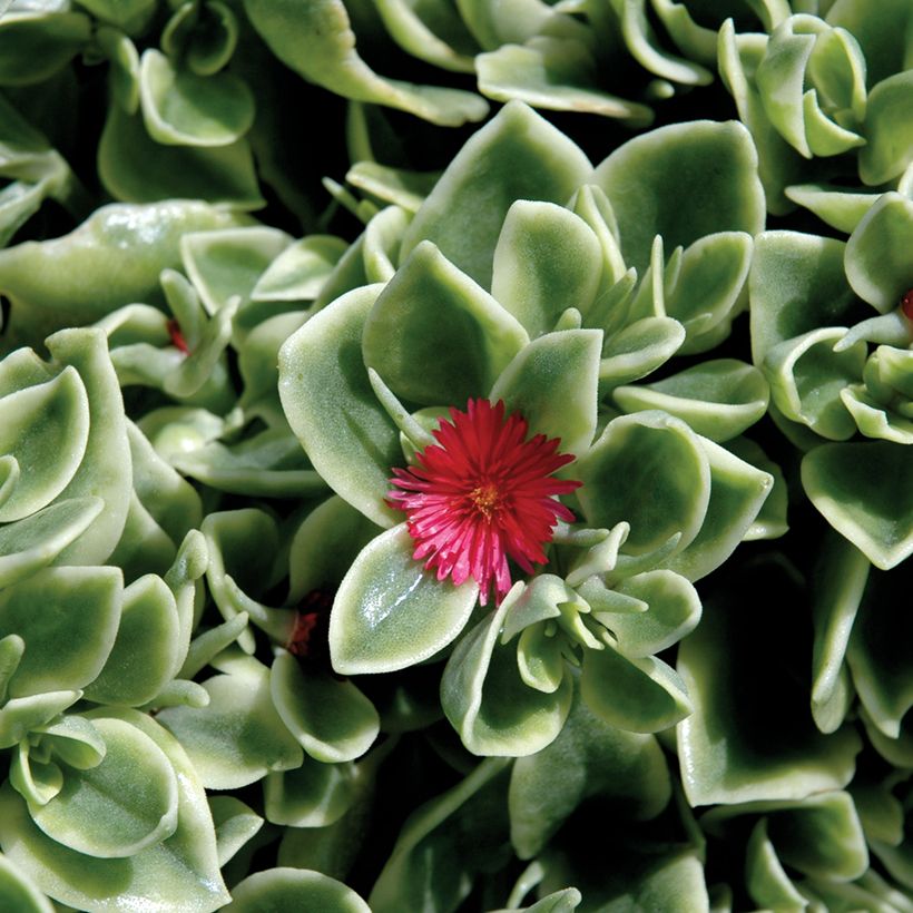 Mesembryanthemum cordifolium Mezoo Trailing Red (Floração)