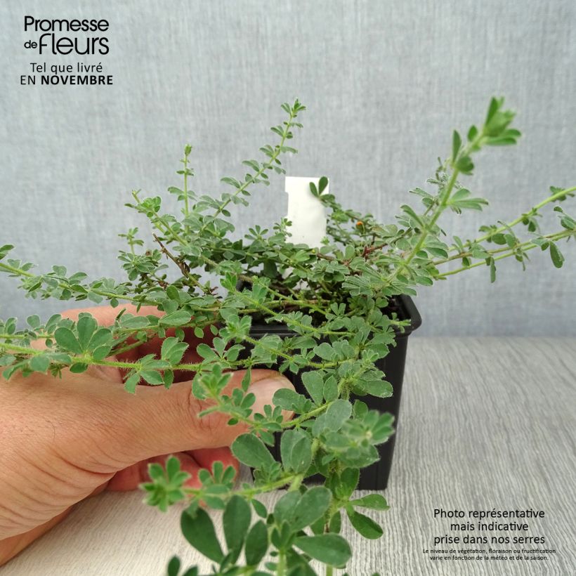 Amostra de Dorycnium hirsutum Vaso de 8/9 cm tal como entregue no outono