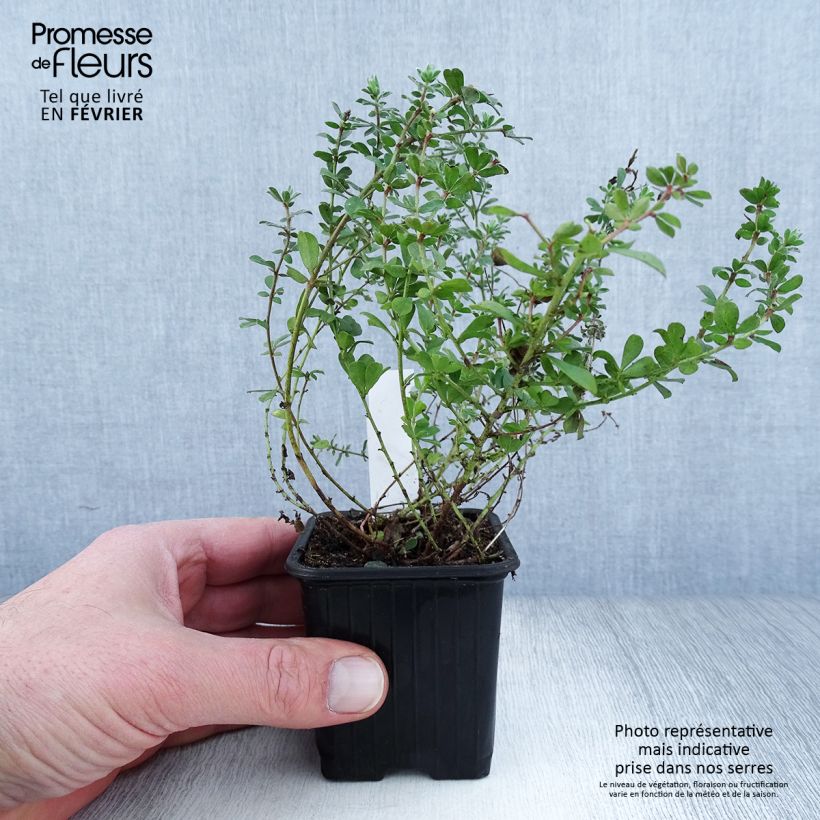 Amostra de Dorycnium hirsutum Vaso de 8/9 cm tal como entregue no inverno