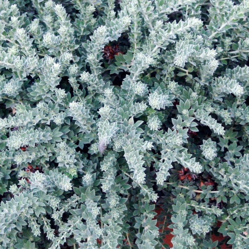 Dorycnium hirsutum Little Boy Blue (Folhagem)