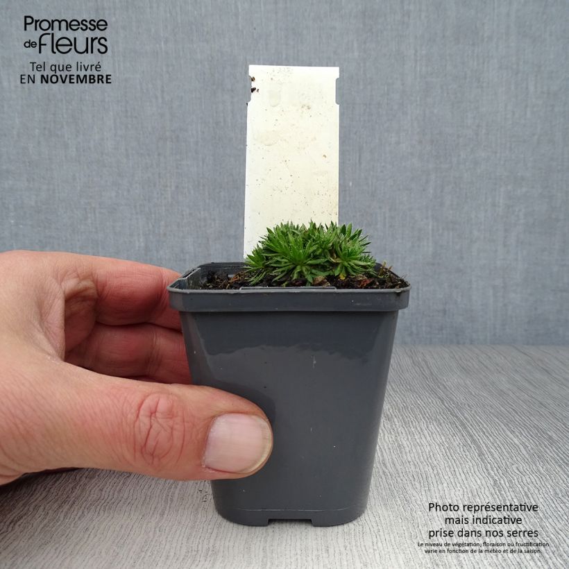 Amostra de Draba aizoides Vaso de 7/8 cm tal como entregue no outono