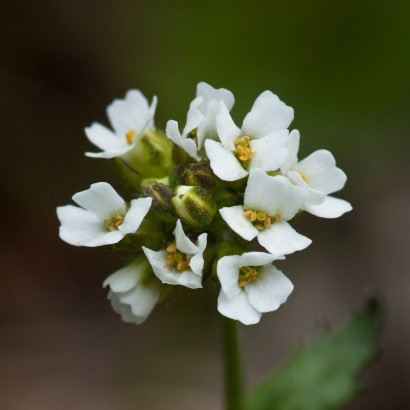Draba sakurai (Floração)