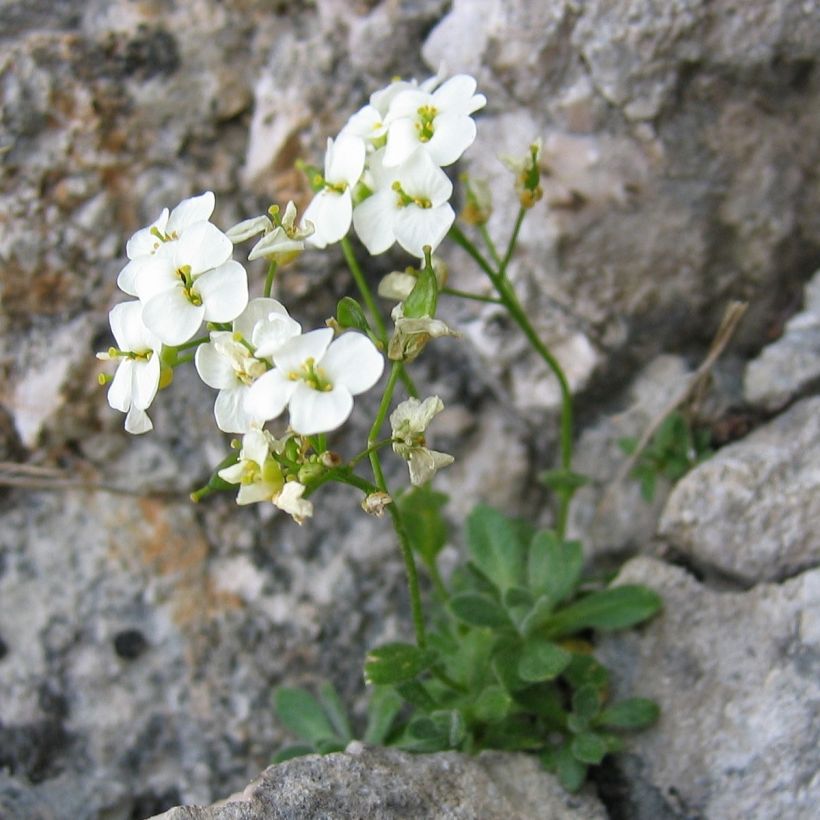 Draba sakurai (Hábito)