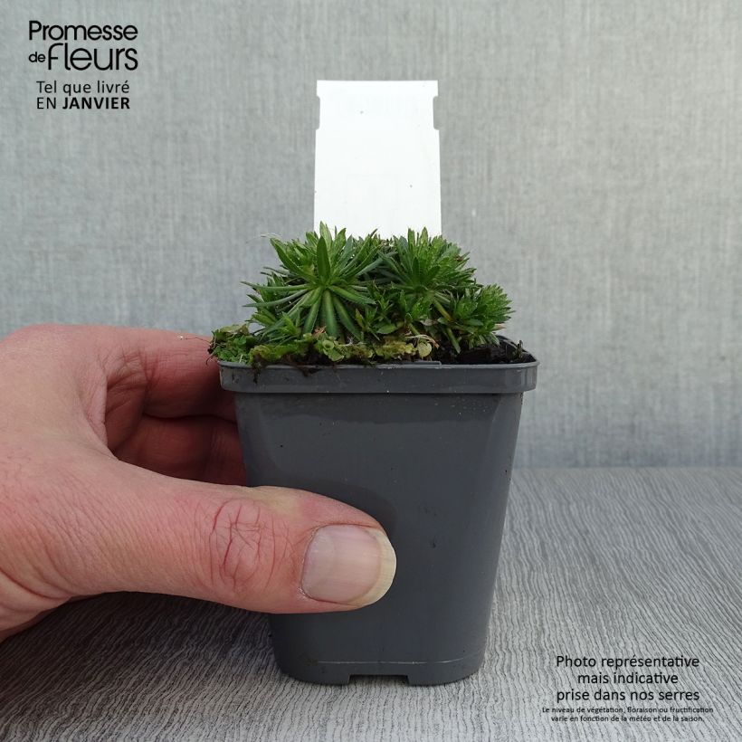 Amostra de Draba sakurai - Drave de Sakuraï Vaso de 8/9 cm tal como entregue no inverno