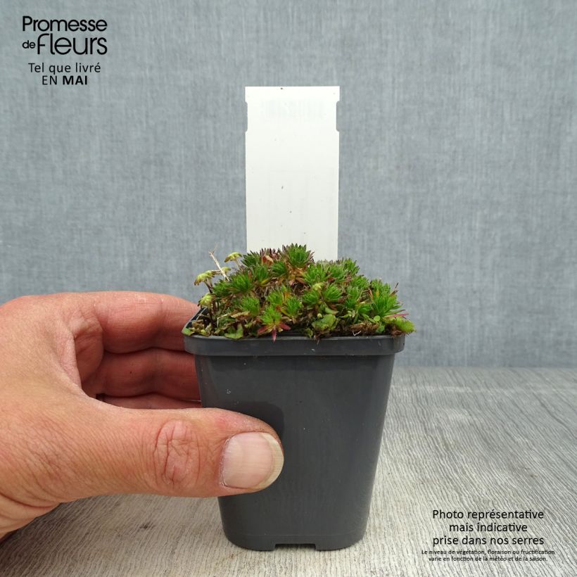 Amostra de Draba sakurai Vaso de 8/9 cm tal como entregue na primavera