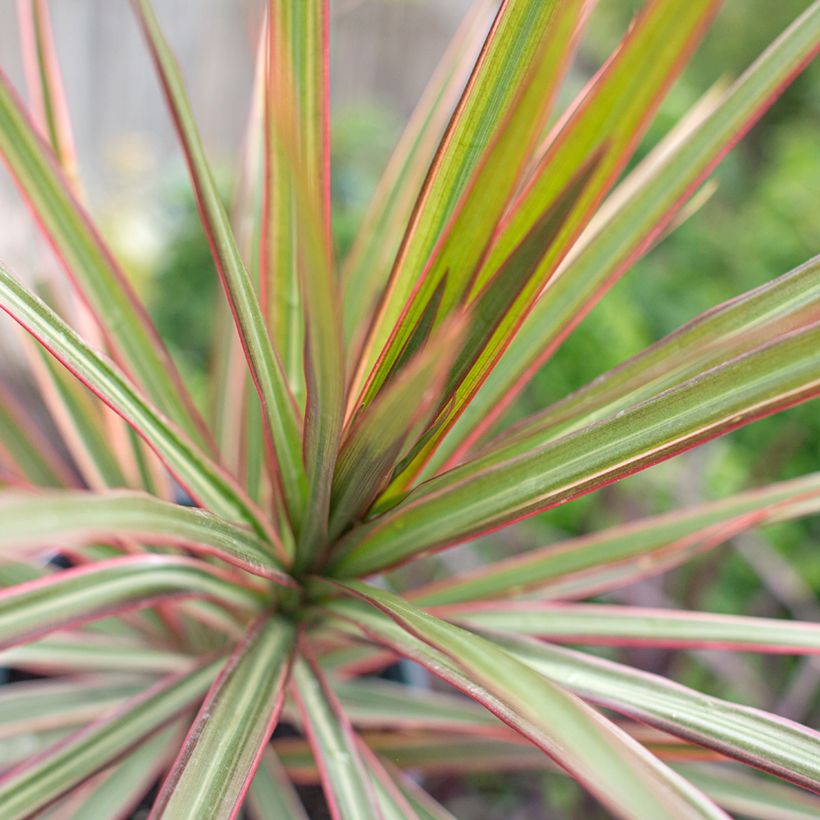 Dracaena reflexa var. angustifolia Bicolor - Pau-de-água (Folhagem)