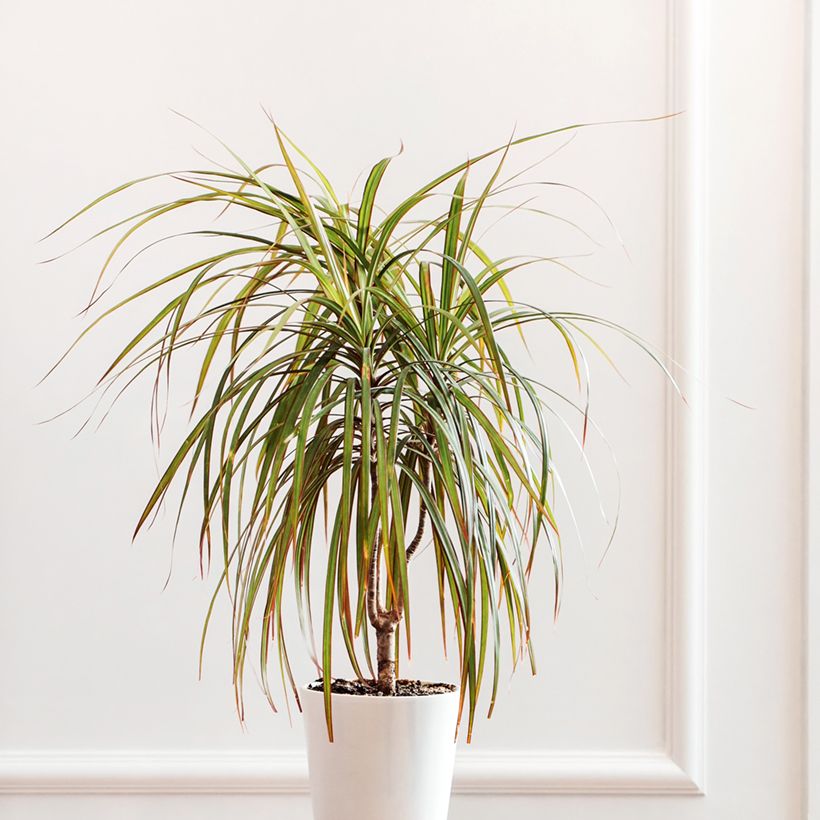 Dracaena reflexa var. angustifolia Bicolor - Pau-de-água (Hábito)