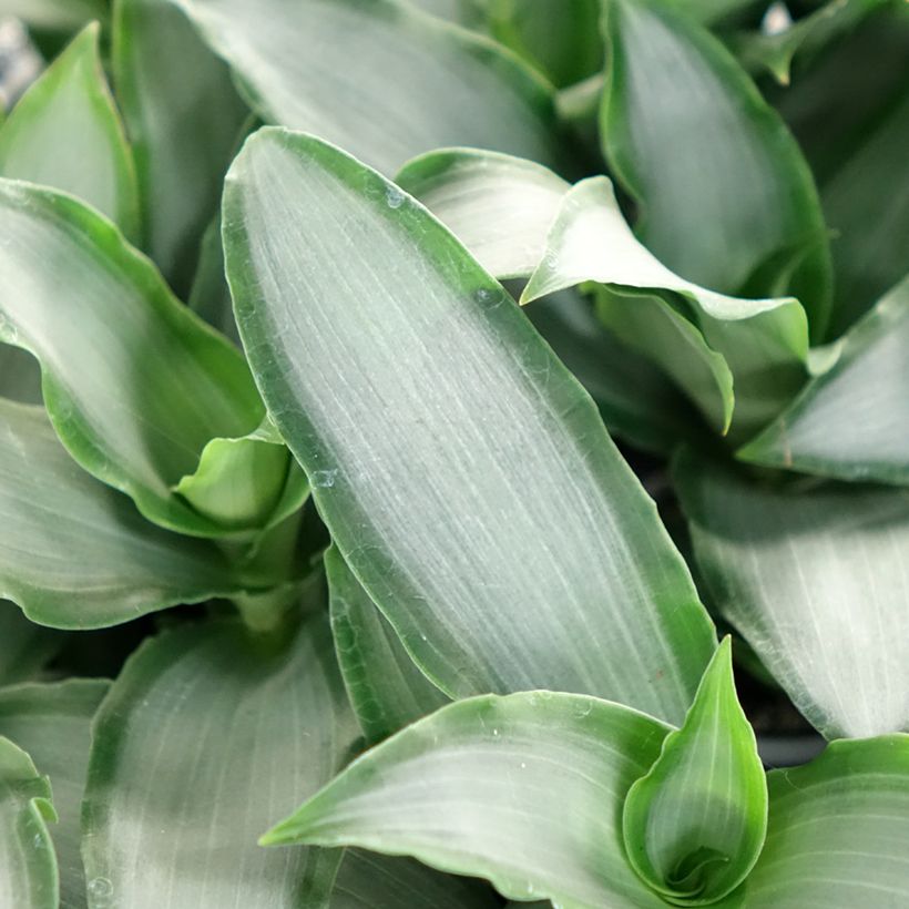Dracaena Hawaii - Dragoeiro (Folhagem)