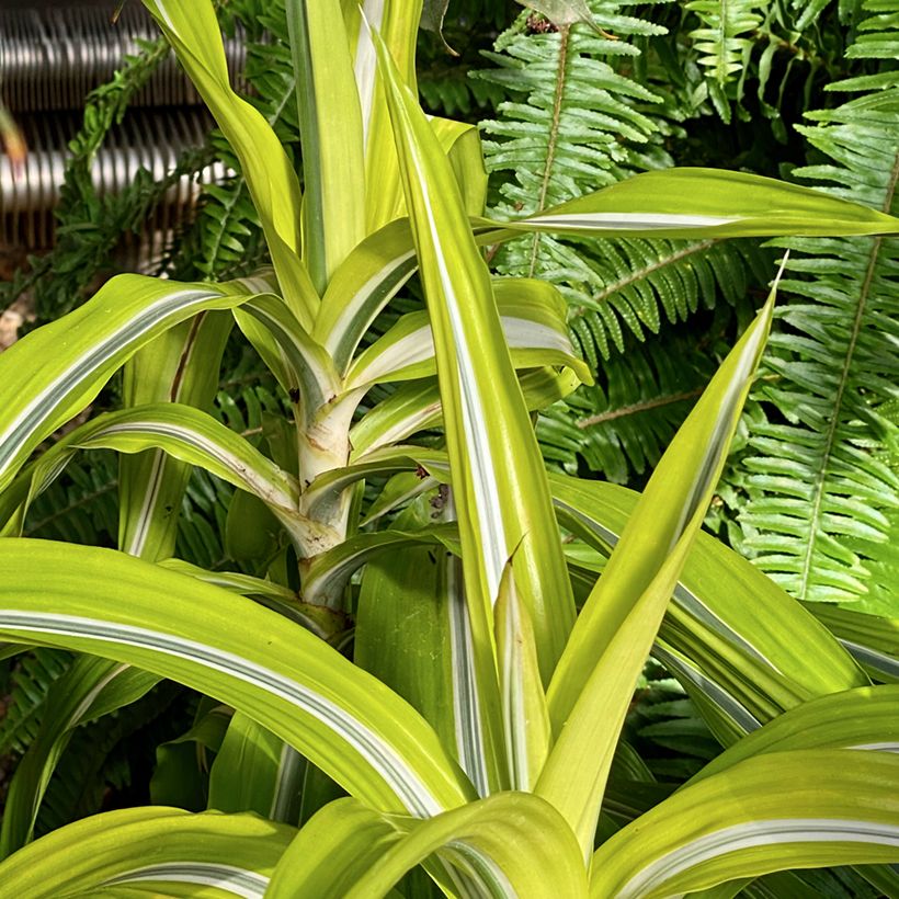 Dracaena fragrans Lemon Surprise - Pau-de-água (Hábito)