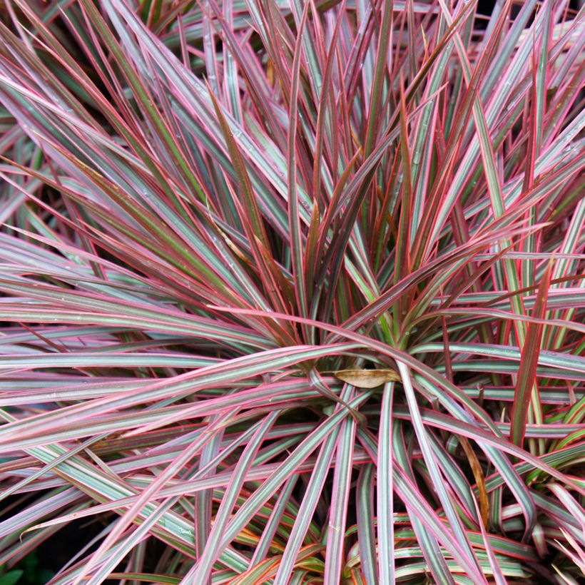 Dracaena reflexa var. angustifolia Magenta - Pau-de-água (Folhagem)