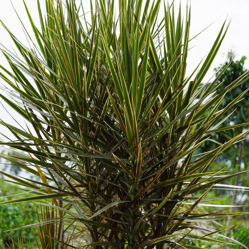 Dracaena reflexa var. angustifolia Magenta - Pau-de-água (Hábito)