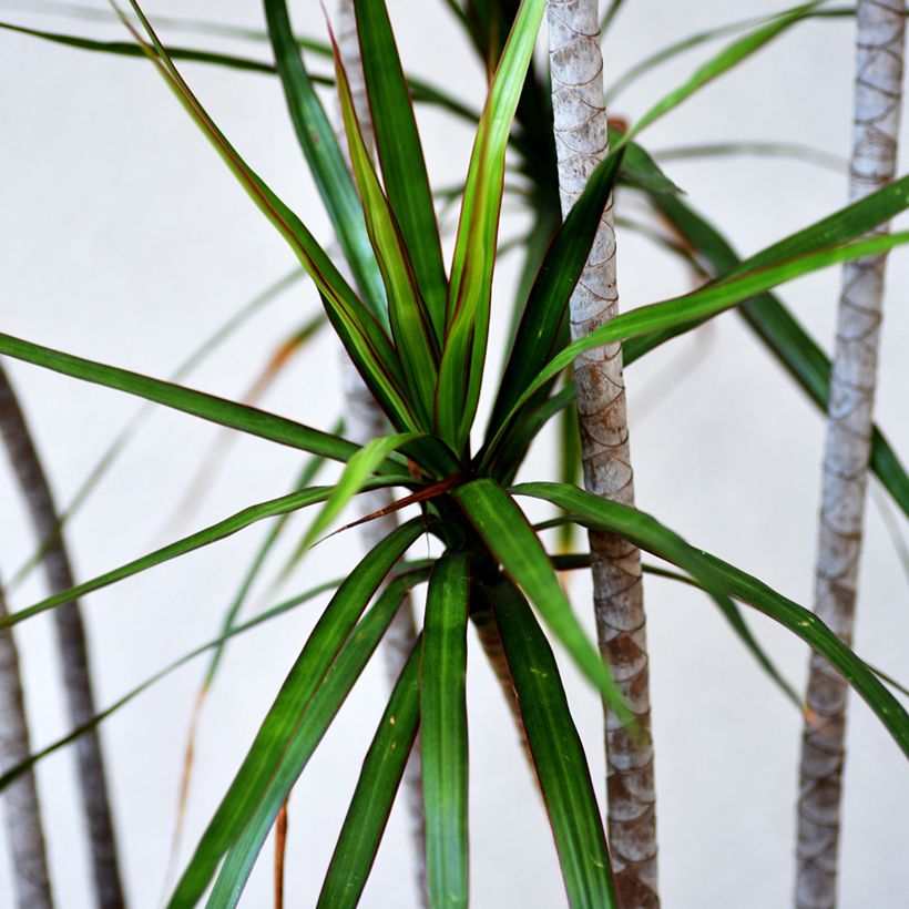 Dracaena reflexa var. angustifolia - Pau-de-água (Folhagem)