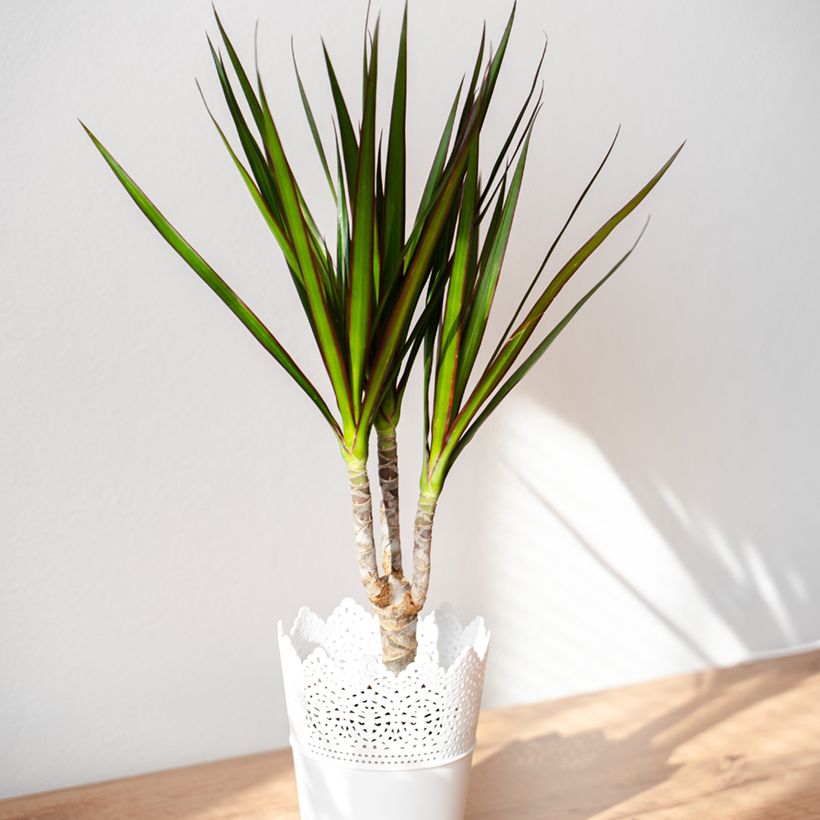 Dracaena reflexa var. angustifolia - Pau-de-água (Hábito)