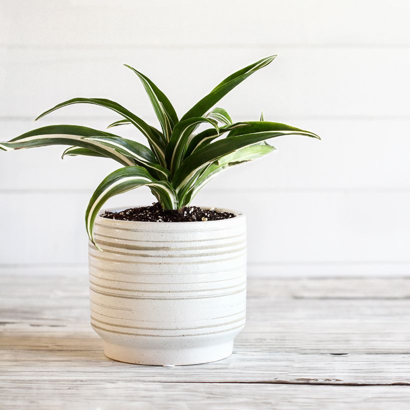 Dracaena fragrans White Jewel - Pau-de-água (Hábito)