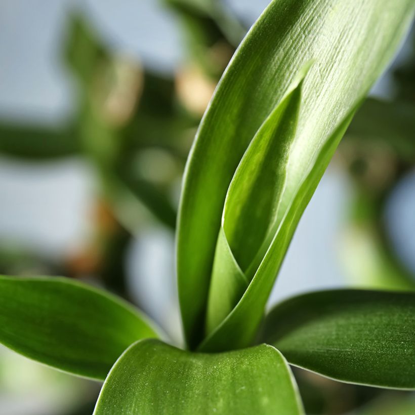 Dracaena sanderiana - Bambu da sorte (Folhagem)