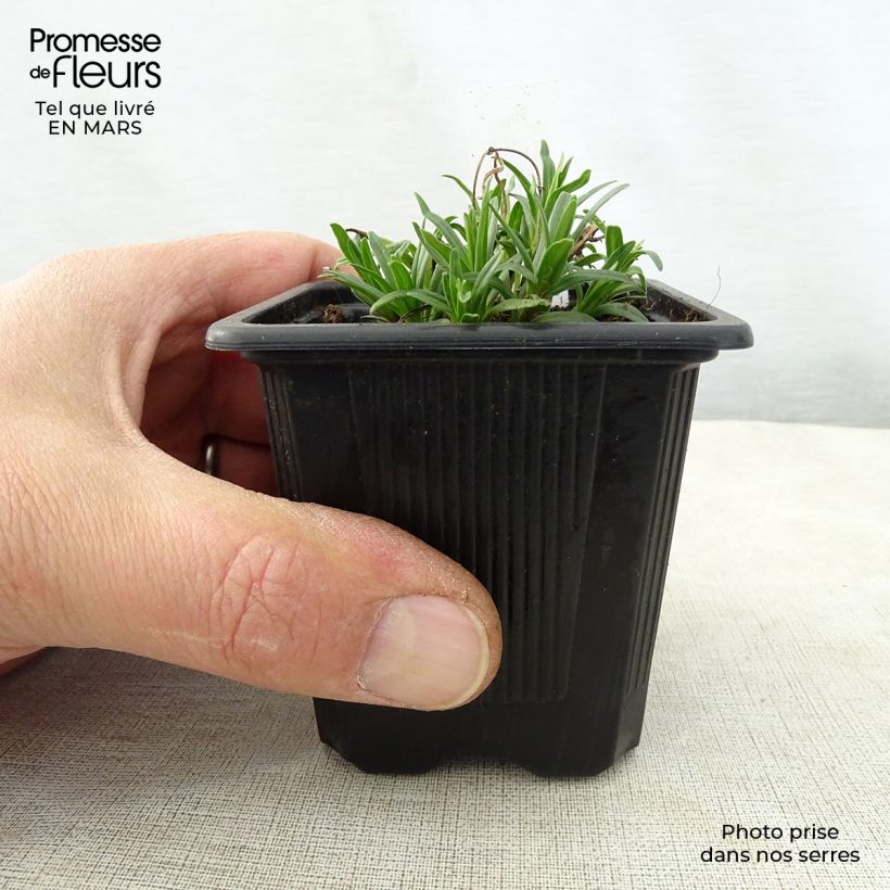 Amostra de Dracocephalum ruyschiana Vaso de 8/9 cm tal como entregue na primavera