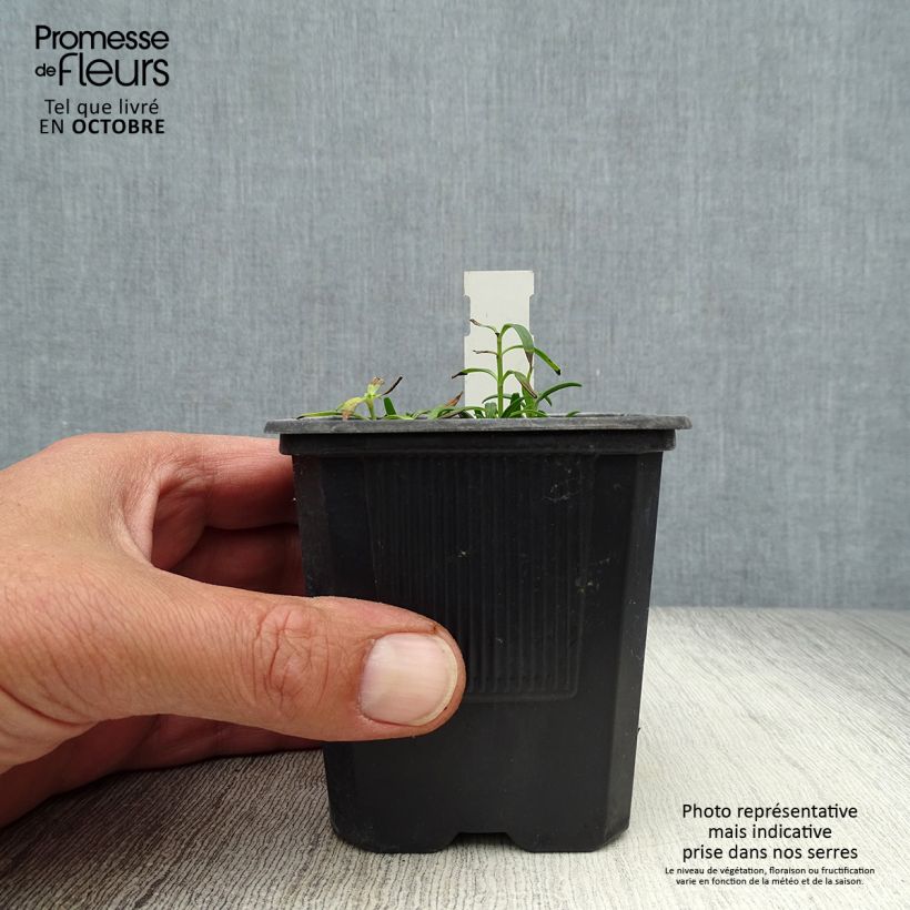 Amostra de Dracocephalum ruyschiana Vaso de 8/9 cm tal como entregue no outono