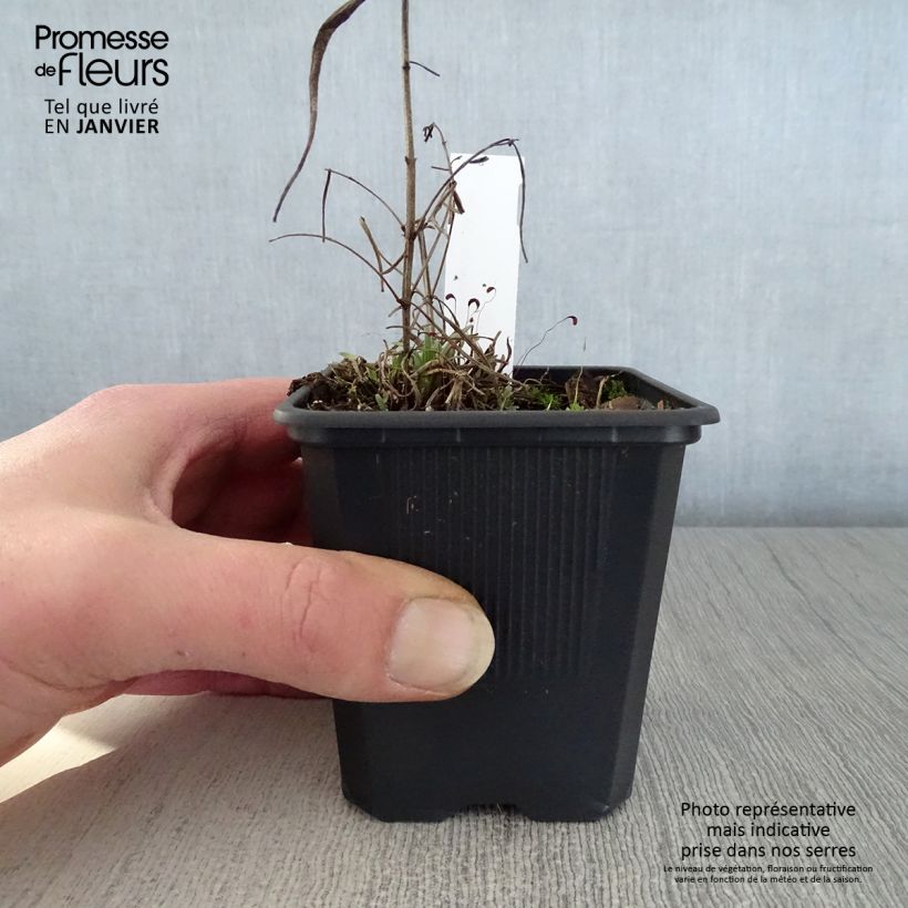 Amostra de Dracocephalum ruyschiana - Tête de dragon Vaso de 8/9 cm tal como entregue no inverno