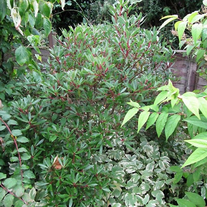 Drimys aromatica Red Spice (Hábito)