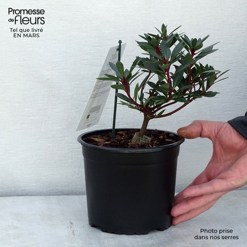 Amostra de Drimys Red Spice - Poivre de Tasmanie Vaso de 2 L/3 L tal como entregue no inverno