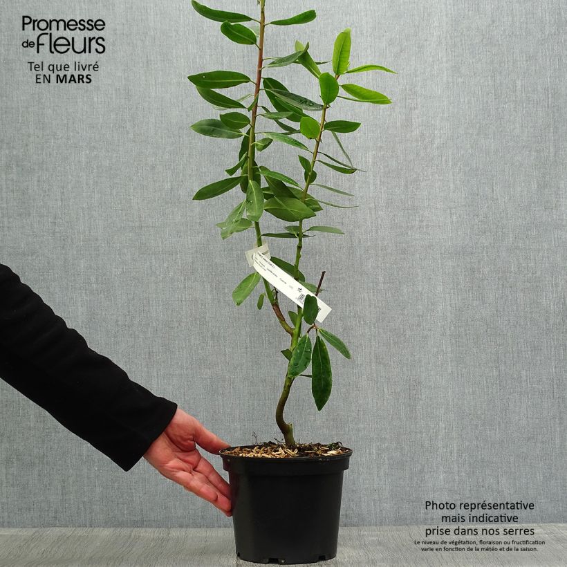 Amostra de Drimys winteri Vaso de 3 L/4 L tal como entregue na primavera