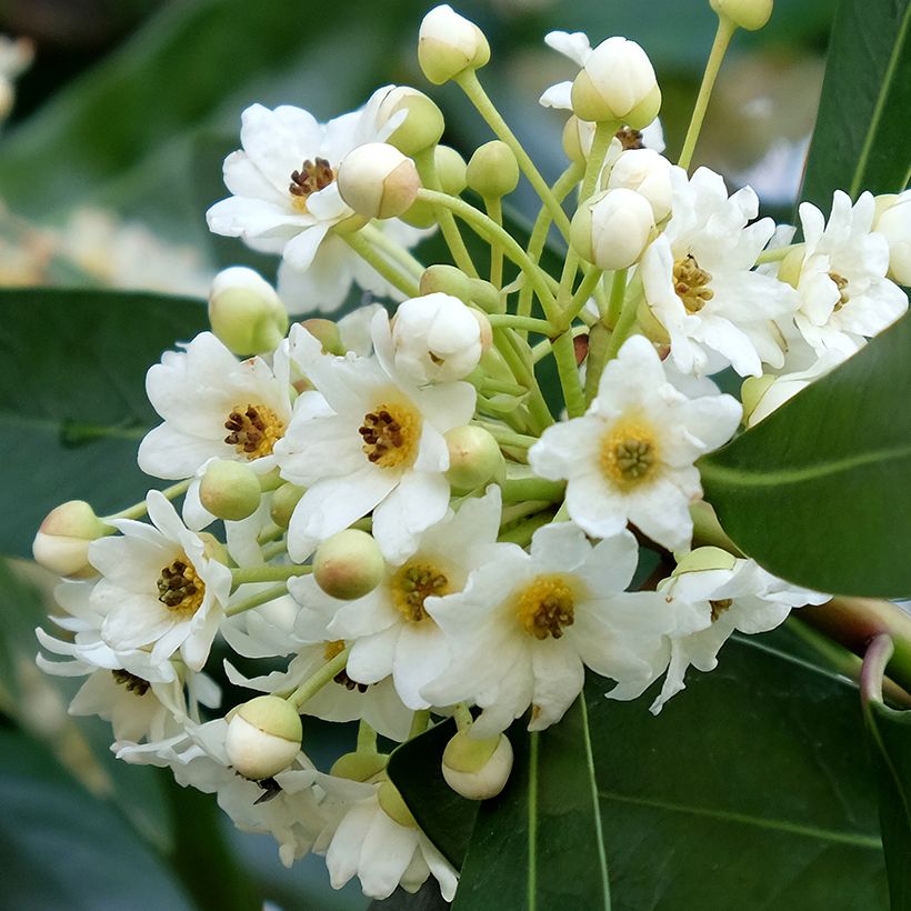 Drimys winteri (Floração)