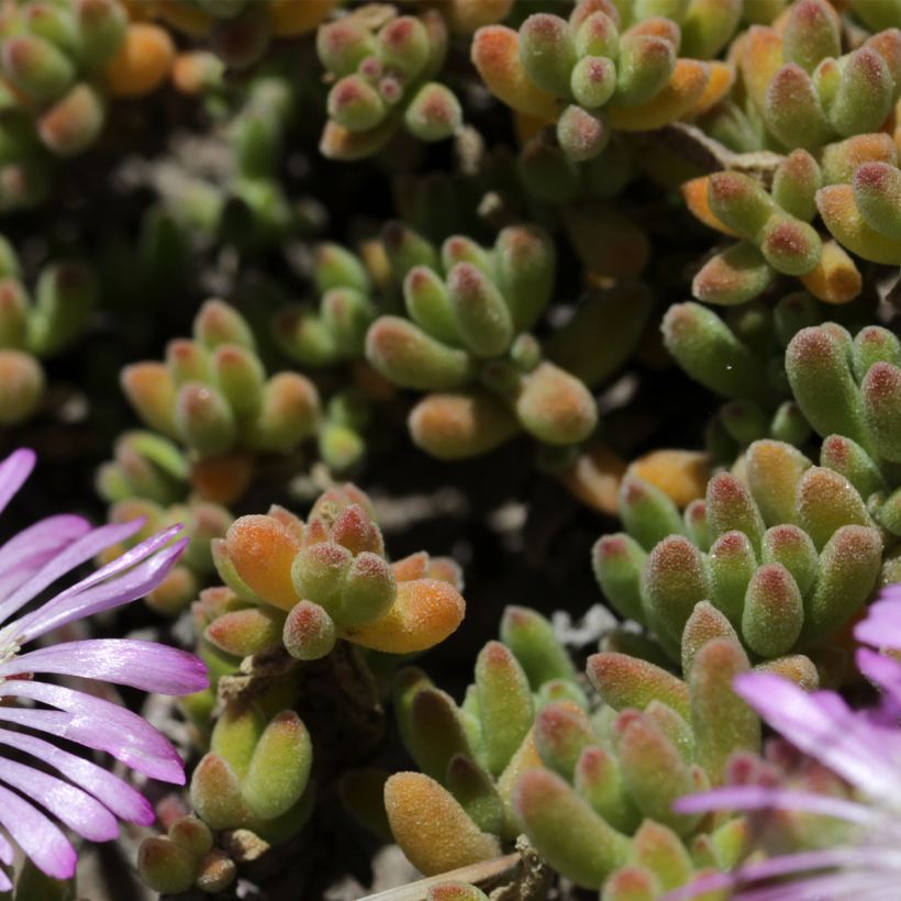 Drosanthemum candens (Folhagem)