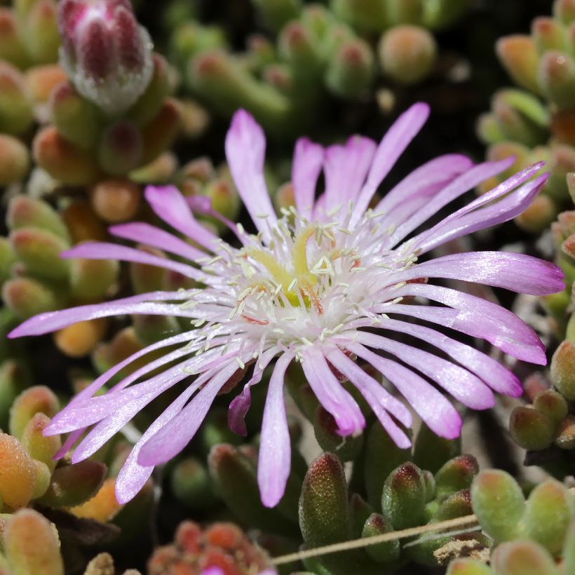 Drosanthemum candens (Floração)