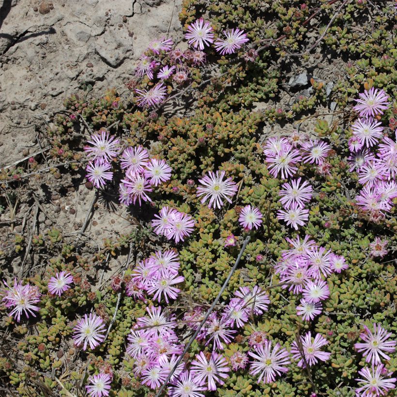 Drosanthemum candens (Hábito)