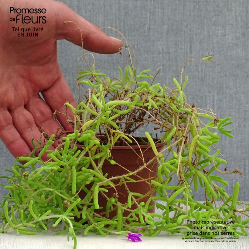 Amostra de Drosanthemum candens Vaso de 8/9 cm tal como entregue no verão