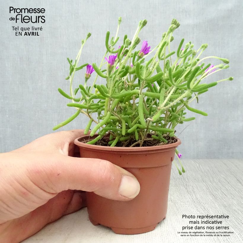 Amostra de Drosanthemum candens (= floribundum) Godet de 8/9 cm tal como entregue na primavera