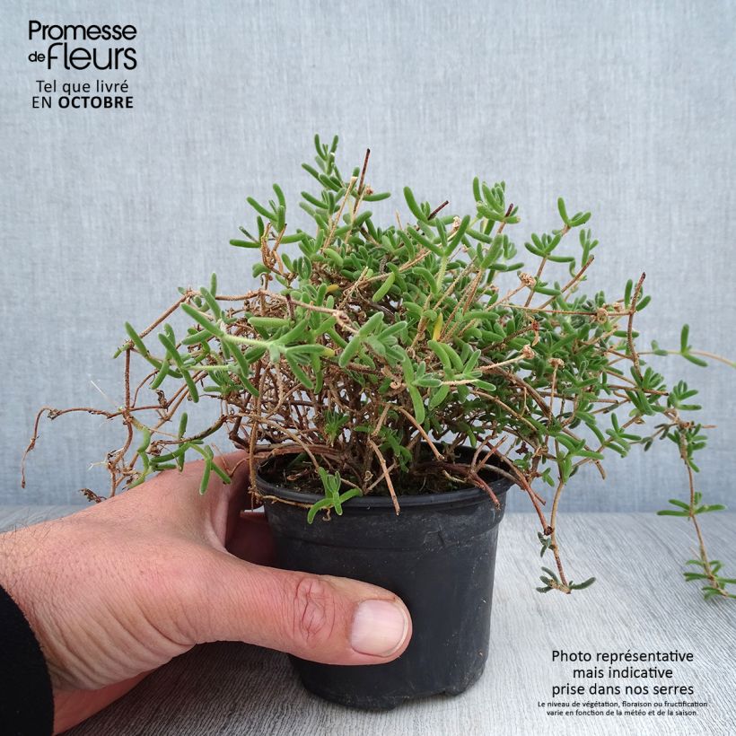 Amostra de Drosanthemum hispidum Vaso de 8/9 cm tal como entregue no outono