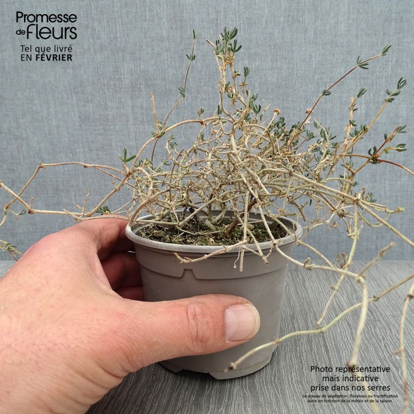 Amostra de Drosanthemum hispidum - Grain de riz Godet de 8/9 cm tal como entregue no inverno