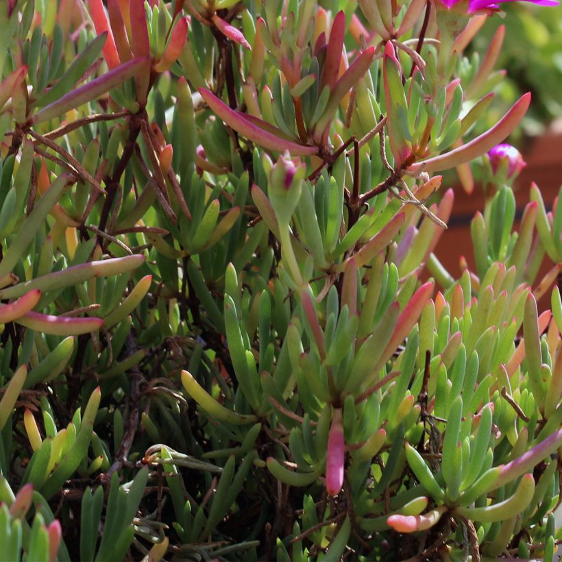 Drosanthemum hispidum (Folhagem)
