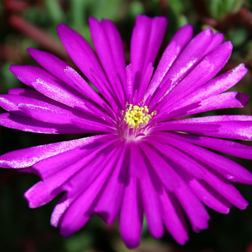 Drosanthemum hispidum (Floração)